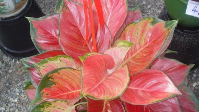 5 Jenis Bunga Aglaonema yang di Minati Orang 5 Jenis Bunga Aglaonema yang di Minati Orang